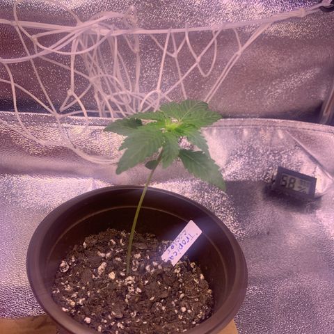 Tropical Cooler growlog timeline photo