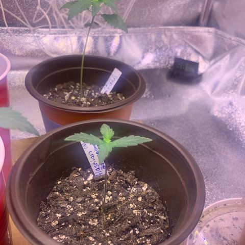 Alaskan Bananaberry Auto growlog timeline photo