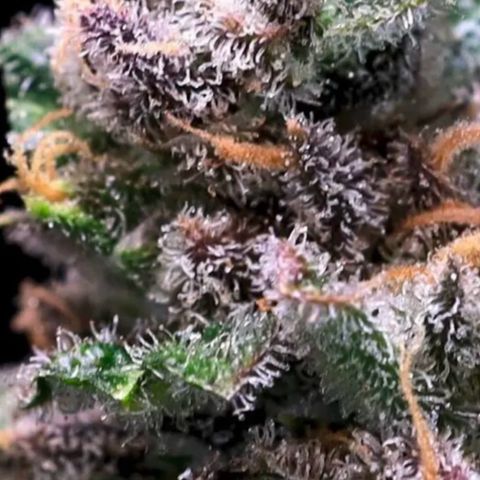 Tropical Cooler growlog timeline photo