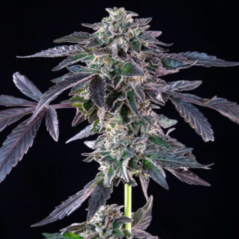 Banana Jealousy  growlog timeline photo