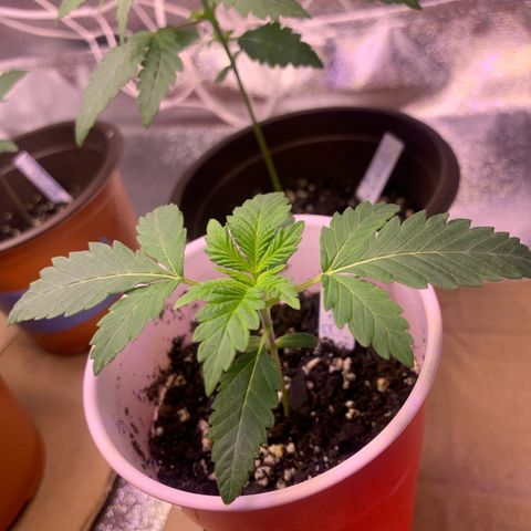 Banana Jealousy  growlog timeline photo
