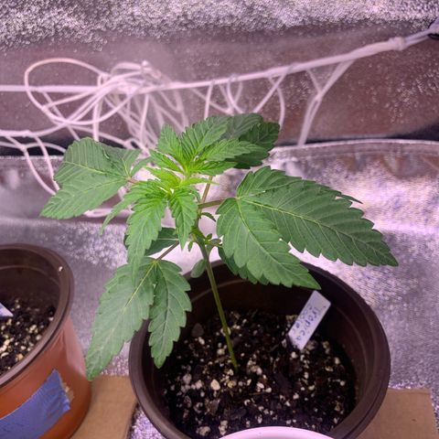 Tropical Cooler growlog timeline photo