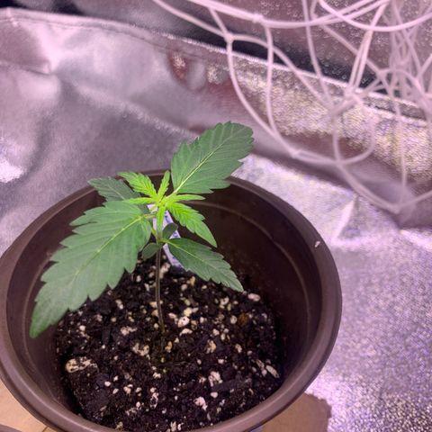 Alaskan Bananaberry Auto growlog timeline photo