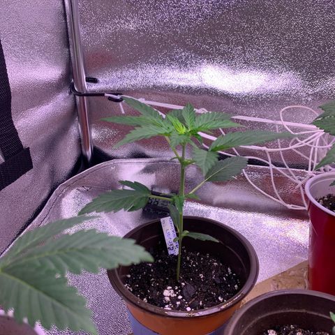 Alaskan Bananaberry Auto growlog timeline photo