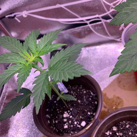 Alaskan Bananaberry Auto growlog timeline photo