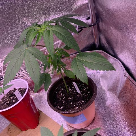 Tropical Cooler growlog timeline photo