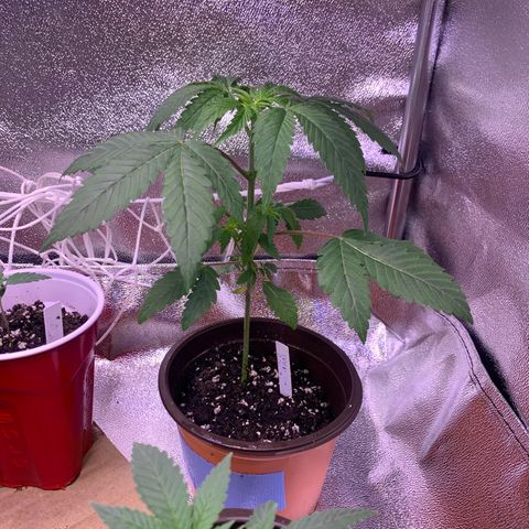 Tropical Cooler growlog timeline photo