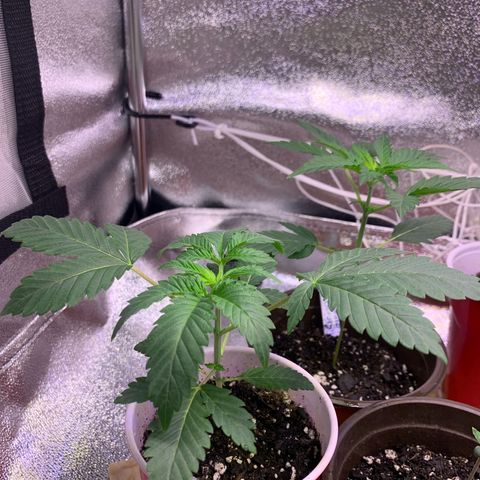 Banana Jealousy  growlog timeline photo