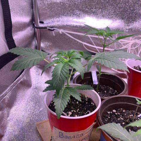 Banana Jealousy  growlog timeline photo