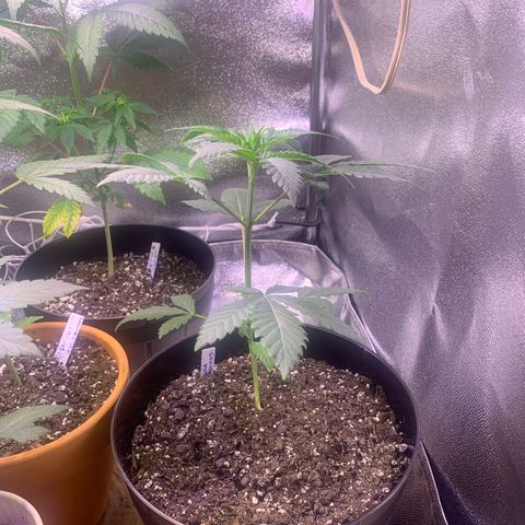 Banana Jealousy  growlog timeline photo