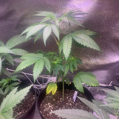 Tropical Cooler growlog timeline photo
