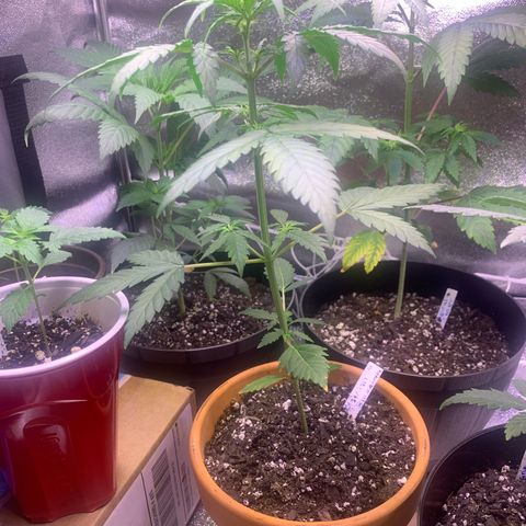 Alaskan Bananaberry Auto growlog timeline photo