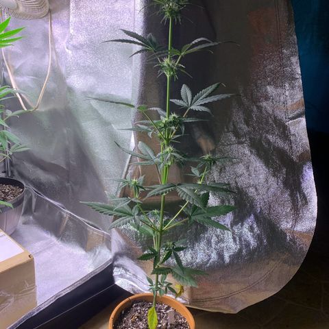 Alaskan Bananaberry Auto growlog timeline photo