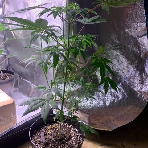 Tropical Cooler growlog timeline photo