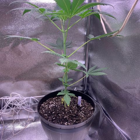 Banana Jealousy  growlog timeline photo