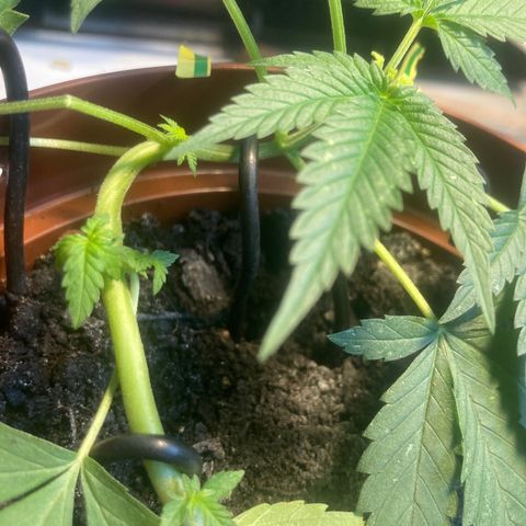 RS-0003 growlog timeline photo