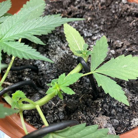 RS-0003 growlog timeline photo