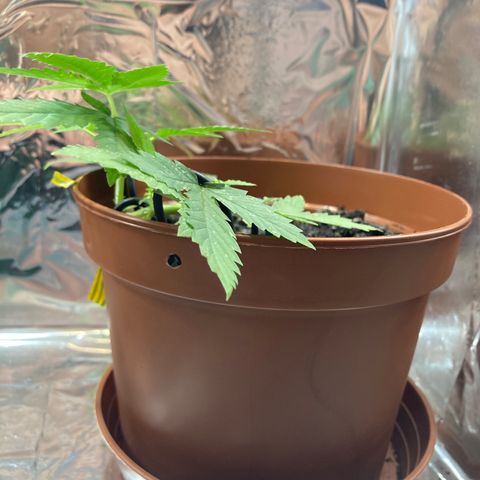 RS-0003 growlog timeline photo