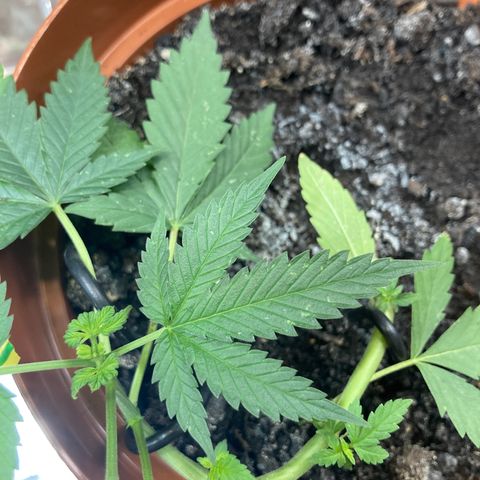 RS-0003 growlog timeline photo