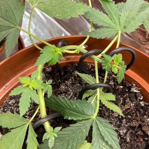 RS-0003 growlog timeline photo