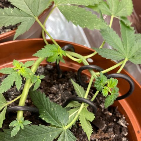 RS-0003 growlog timeline photo