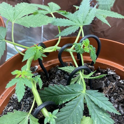 RS-0003 growlog timeline photo
