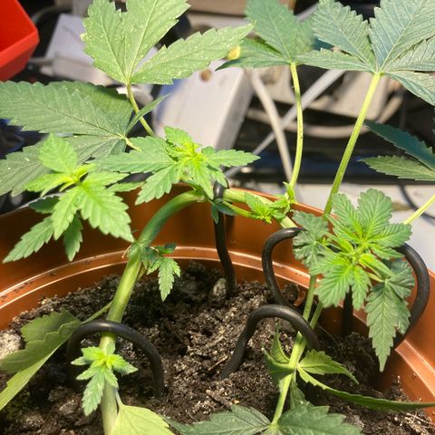 RS-0003 growlog photo: Szerintem kislany