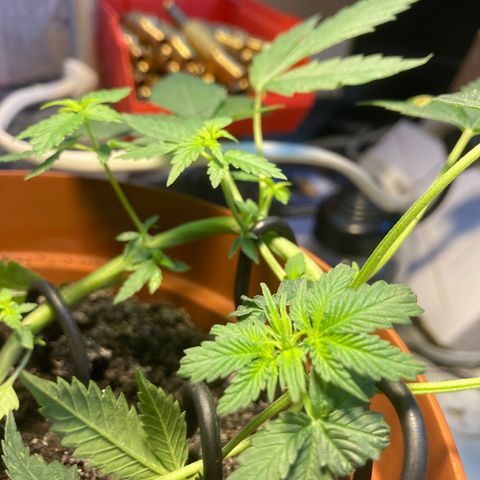 RS-0003 growlog photo: Szerintem kislany