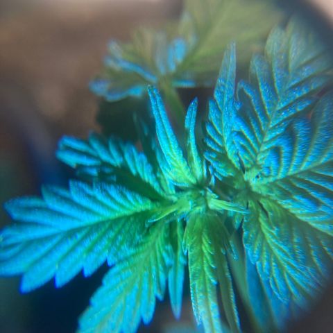 RS-0003 growlog photo: Szerintem kislany