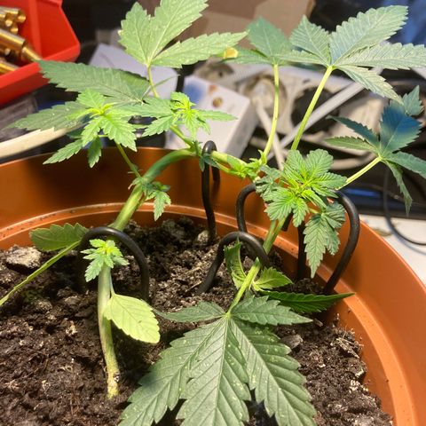 RS-0003 growlog photo: Szerintem kislany