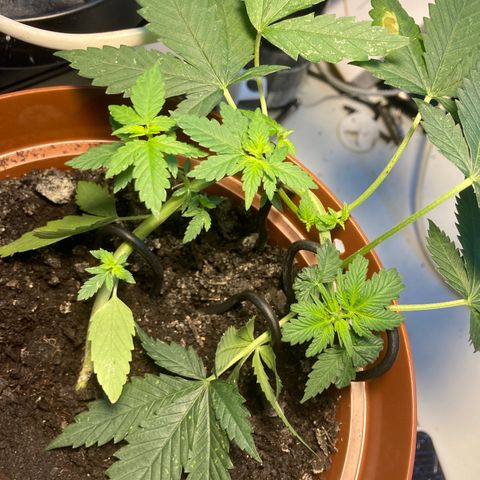 RS-0003 growlog photo: Szerintem kislany