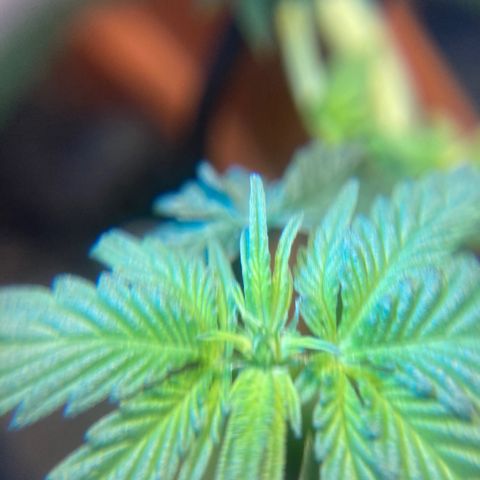 RS-0003 growlog photo: Szerintem kislany