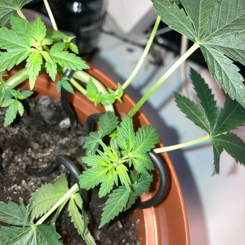 RS-0003 growlog timeline photo