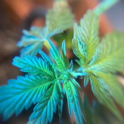 RS-0003 growlog timeline photo