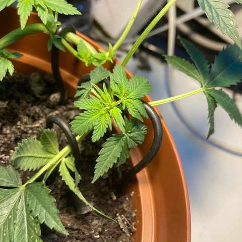 RS-0003 growlog timeline photo
