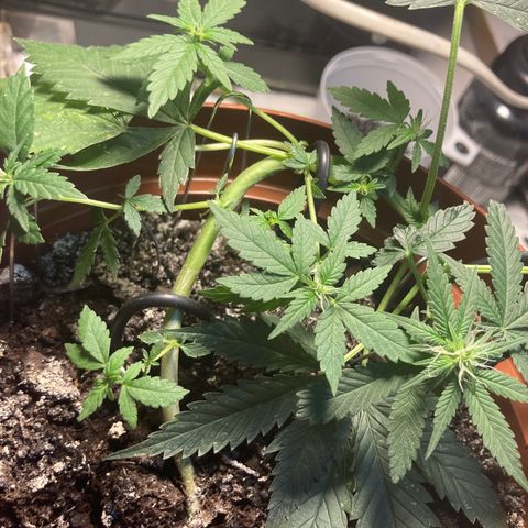 RS-0003 growlog timeline photo