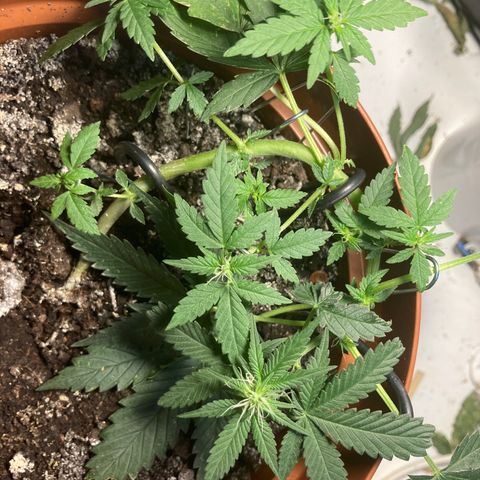 RS-0003 growlog timeline photo