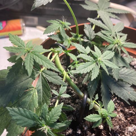 RS-0003 growlog timeline photo