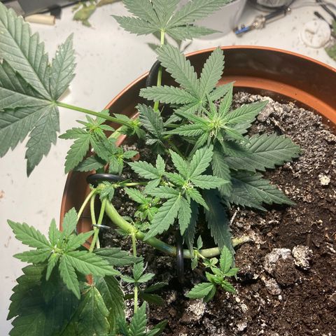 RS-0003 growlog timeline photo