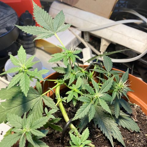 RS-0003 growlog timeline photo