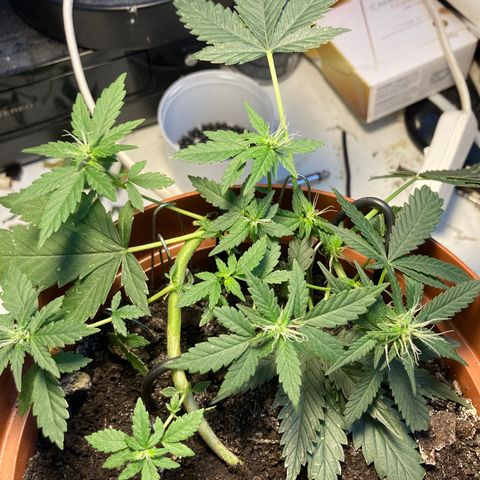 RS-0003 growlog timeline photo