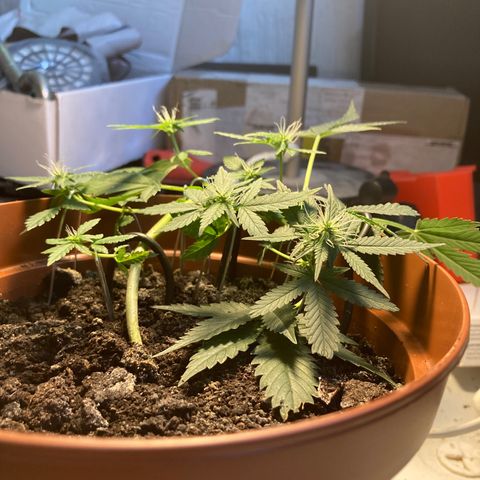 RS-0003 growlog timeline photo