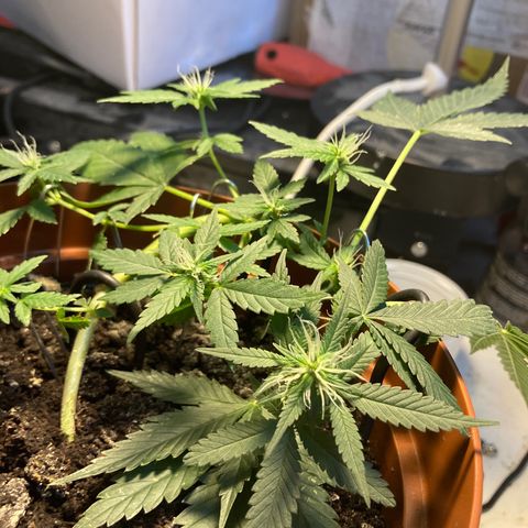 RS-0003 growlog timeline photo