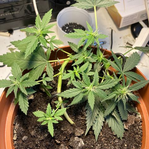 RS-0003 growlog timeline photo
