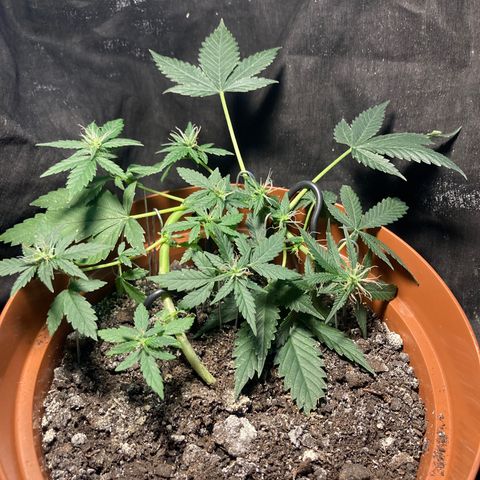 RS-0003 growlog timeline photo