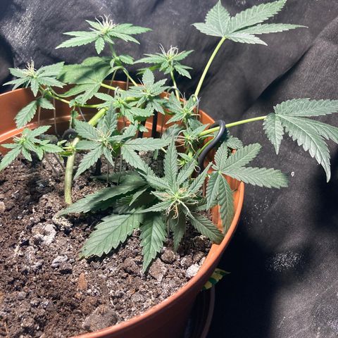 RS-0003 growlog timeline photo