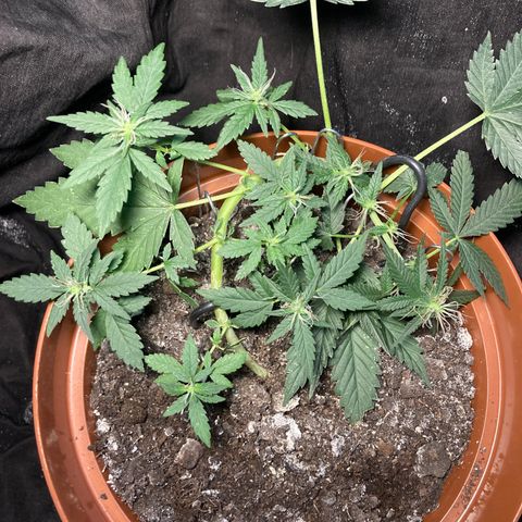 RS-0003 growlog timeline photo