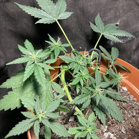 RS-0003 growlog timeline photo
