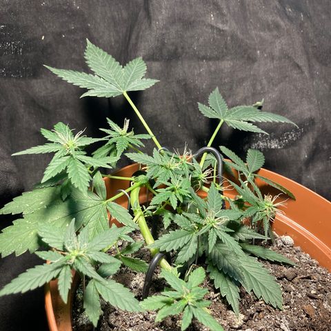 RS-0003 growlog timeline photo
