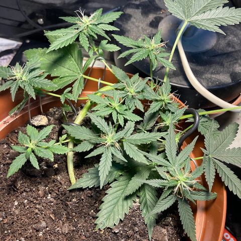 RS-0003 growlog timeline photo